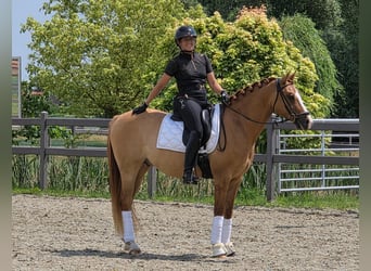 Belgisches Reitpony, Wallach, 7 Jahre, 148 cm, Fuchs