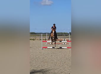 Belgisches Reitpony, Wallach, 7 Jahre, 148 cm, Fuchs