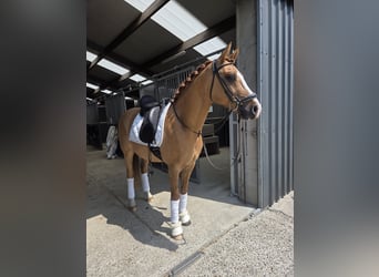 Belgisches Reitpony, Wallach, 7 Jahre, 148 cm, Fuchs