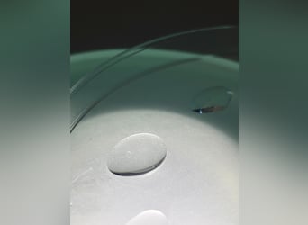 Belgisches Sportpferd, Unbekannt, Embryo