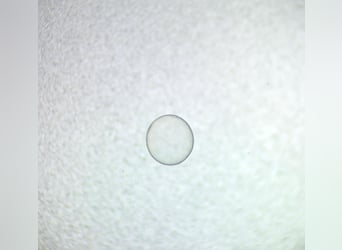 Belgisches Sportpferd, Unbekannt, Embryo