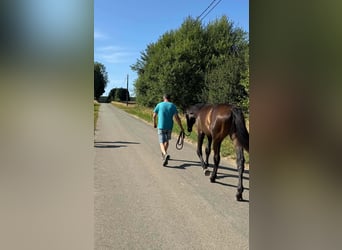 Belgisches Sportpferd, Hengst, 1 Jahr, Dunkelbrauner