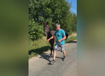 Belgisches Sportpferd, Hengst, 1 Jahr, Dunkelbrauner