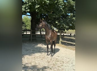 Belgisches Sportpferd, Hengst, 1 Jahr, Dunkelbrauner