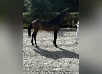 Belgisches Sportpferd, Hengst, 1 Jahr, Schwarzbrauner