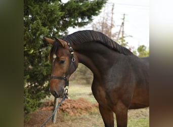 Belgisches Sportpferd, Hengst, 3 Jahre, 168 cm, Dunkelbrauner