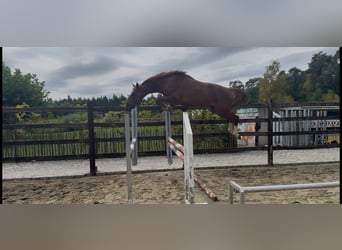 Belgisches Sportpferd, Hengst, 4 Jahre, 166 cm, Fuchs
