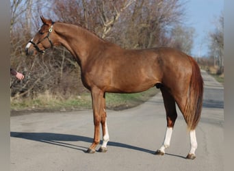 Belgisches Sportpferd, Hengst, 4 Jahre, 169 cm, Fuchs