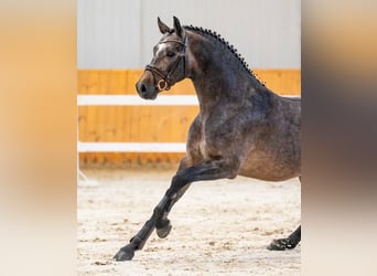 Belgisches Sportpferd, Hengst, 4 Jahre, 172 cm, Dunkelbrauner