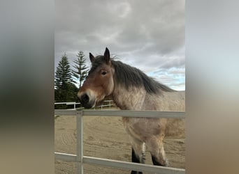 Belgisches Sportpferd, Hengst, 4 Jahre, Roan-Red
