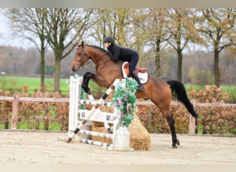 Belgisches Sportpferd, Hengst, 5 Jahre, 170 cm, Brauner