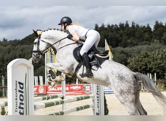 Belgisches Sportpferd, Hengst, 7 Jahre