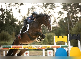 Belgisches Sportpferd, Hengst, 9 Jahre, 169 cm, Brauner