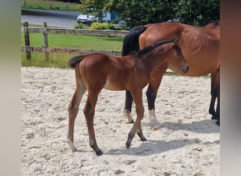 Belgisches Sportpferd, Hengst, , Brauner