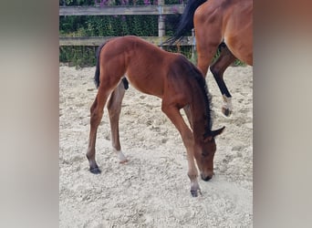 Belgisches Sportpferd, Hengst, , Brauner