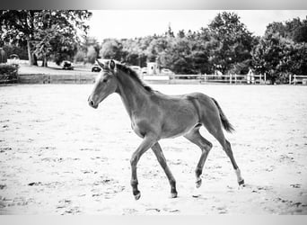 Belgisches Sportpferd, Hengst, Fohlen (03/2024), Brauner