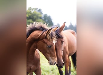 Belgisches Sportpferd, Hengst, Fohlen (03/2024), Brauner