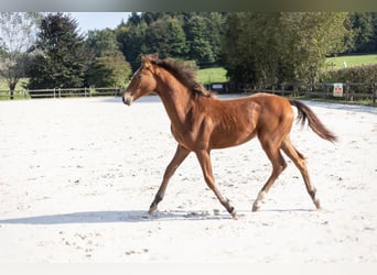 Belgisches Sportpferd, Hengst, Fohlen (03/2024), Brauner