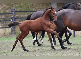 Belgisches Sportpferd, Hengst, Fohlen (01/2026), Braunfalbschimmel