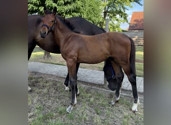Belgisches Sportpferd, Hengst, Fohlen (03/2025), Dunkelbrauner