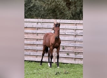 Belgisches Sportpferd, Hengst, Fohlen (03/2025), Dunkelbrauner