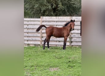 Belgisches Sportpferd, Hengst, Fohlen (03/2025), Dunkelbrauner
