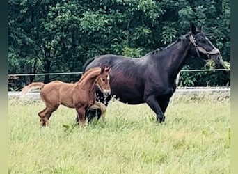 Belgisches Sportpferd, Hengst, , Fuchs