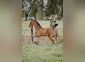 Belgisches Sportpferd, Hengst, Fohlen (07/2024), Hellbrauner