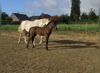 Belgisches Sportpferd, Hengst, Fohlen (05/2026), Schwarzbrauner