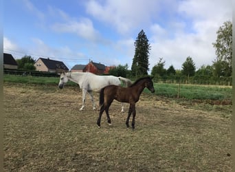 Belgisches Sportpferd, Hengst, Fohlen (05/2026), Schwarzbrauner