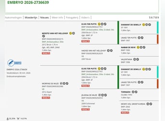 Belgisches Sportpferd, Hengst, Fohlen (03/2026)