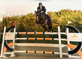Belgisches Sportpferd, Stute, 10 Jahre, 160 cm, Fuchs