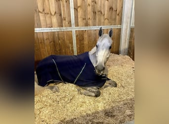 Belgisches Sportpferd, Stute, 10 Jahre, 165 cm, Fliegenschimmel
