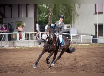 Belgisches Sportpferd, Stute, 10 Jahre, 165 cm, Rappe