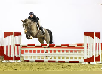 Belgisches Sportpferd, Stute, 10 Jahre, 167 cm, Brauner