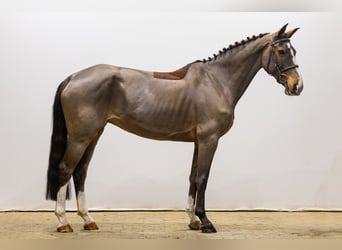 Belgisches Sportpferd, Stute, 10 Jahre, 167 cm, Brauner