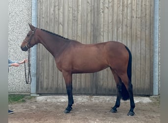 Belgisches Sportpferd, Stute, 10 Jahre, 167 cm, Rotbrauner