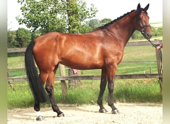 Belgisches Sportpferd, Stute, 10 Jahre, 171 cm, Brauner