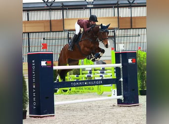 Belgisches Sportpferd, Stute, 10 Jahre, 172 cm, Dunkelbrauner