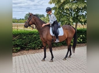 Belgisches Sportpferd Mix, Stute, 11 Jahre, 161 cm, Brauner