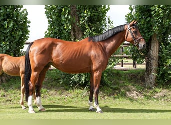 Belgisches Sportpferd, Stute, 11 Jahre, 164 cm, Rotbrauner