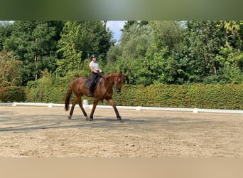 Belgisches Sportpferd, Stute, 11 Jahre, 177 cm, Fuchs