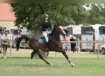 Belgisches Sportpferd, Stute, 12 Jahre, 168 cm, Rotbrauner