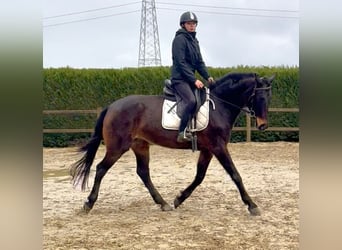 Belgisches Sportpferd, Stute, 13 Jahre, 160 cm, Dunkelbrauner