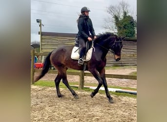 Belgisches Sportpferd, Stute, 13 Jahre, 160 cm, Dunkelbrauner