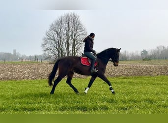 Belgisches Sportpferd, Stute, 13 Jahre, 160 cm, Dunkelbrauner