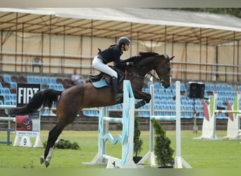 Belgisches Sportpferd, Stute, 13 Jahre, 168 cm