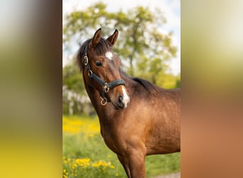 Belgisches Sportpferd, Stute, 1 Jahr, 160 cm, Dunkelbrauner