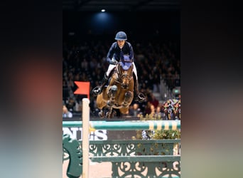 Belgisches Sportpferd, Stute, 1 Jahr, Dunkelbrauner