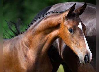 Belgisches Sportpferd, Stute, 1 Jahr, Dunkelbrauner